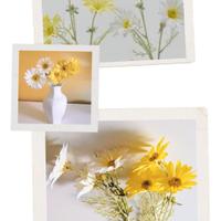 EDG 2 rami artificiali di margherite