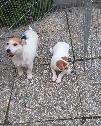 Jack Russel