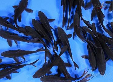 Carassi TOTAL BLACK bronzed