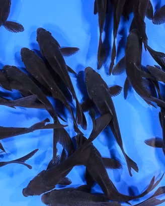 Carassi TOTAL BLACK bronzed