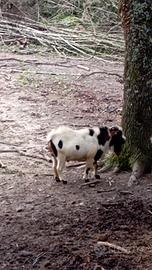 Capretto tibetano