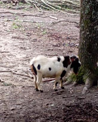 Capretto tibetano
