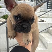 Ultimi due maschietti bulldog francese