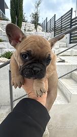 Ultimi due maschietti bulldog francese