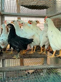 Pulcinotti uova colorate