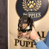 Bassotto Arlecchino maschio PROMO