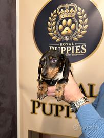 Bassotto Arlecchino maschio PROMO