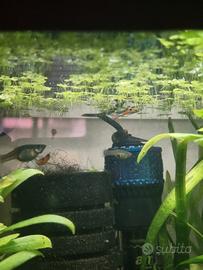 Guppy endler