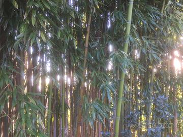Bambu phillostachys edulis moso 30  semi piu guida