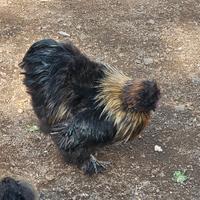 Galline marans e gallo moroseta