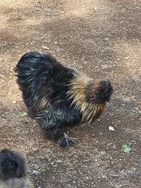 Galline marans e gallo moroseta