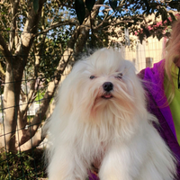 Maltese cucciolo