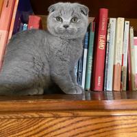 Scottish fold maschio