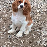 Cavalier king Charles spaniel