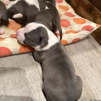 Cuccioli amstaff blue