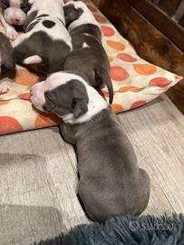 Cuccioli amstaff blue