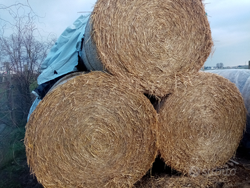 Fieno per cavalli bovini Capre asini