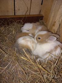 Cuccioli di coniglio nano