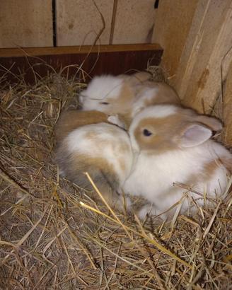 Cuccioli di coniglio nano