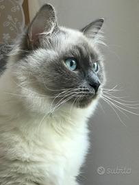 Ragdoll adulta