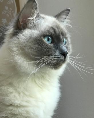 Ragdoll adulta