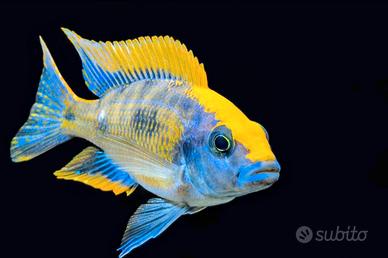 Ciclidi Malawi pesci Acquario