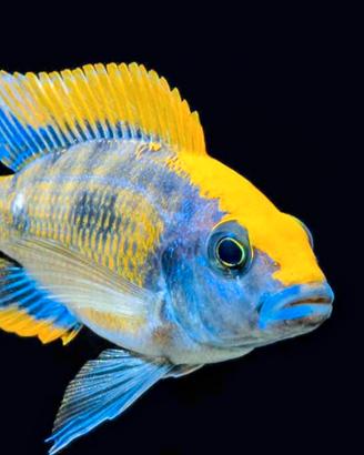 Ciclidi Malawi pesci Acquario