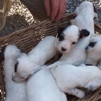 Cuccioli di setter inglese