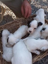 Cuccioli di setter inglese