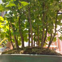 bonsai e pre bonsai 