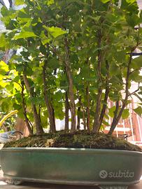 bonsai e pre bonsai 