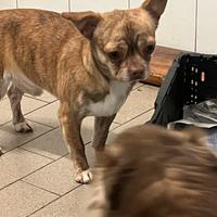 Chihuahua