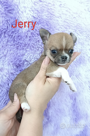 Maschietto chihuahua