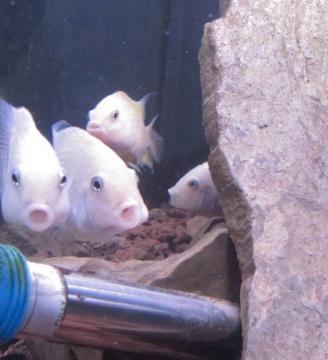 Ancistrus e ciclidi