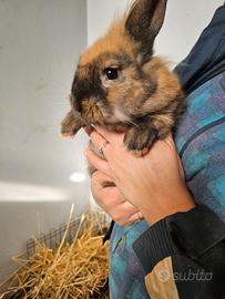 2 coniglietti di 3 mesi minilop×Testa di leone