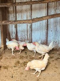 Galline livornesi