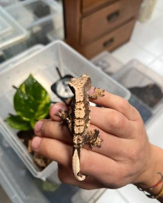 Geco ciliatus