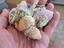 Immagine 1