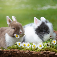 Cuccioli Conigli Nani