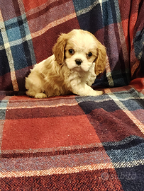 Cavalier king con pedigree Enci