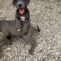 Cuccioli cane corso