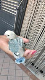 Uccelli pappagalli inseparabili
