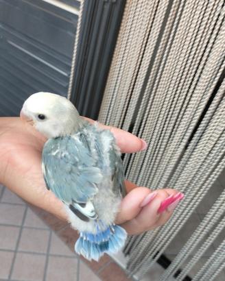 Uccelli pappagalli inseparabili