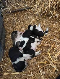 Cuccioli di border collie incrociati