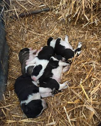 Cuccioli di border collie incrociati
