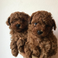 Barboncini mini toy e toy