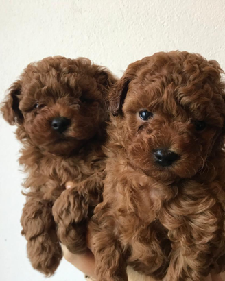 Barboncini mini toy e toy