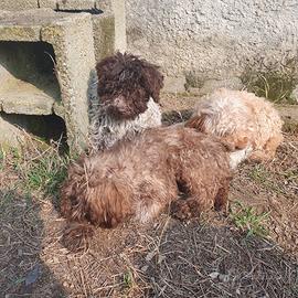 Cuccioli lagotto