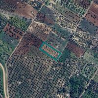 Terreni a Grumo Appula (BA) - LOTTO 2