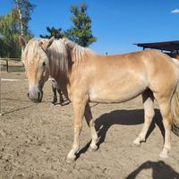 Haflinger